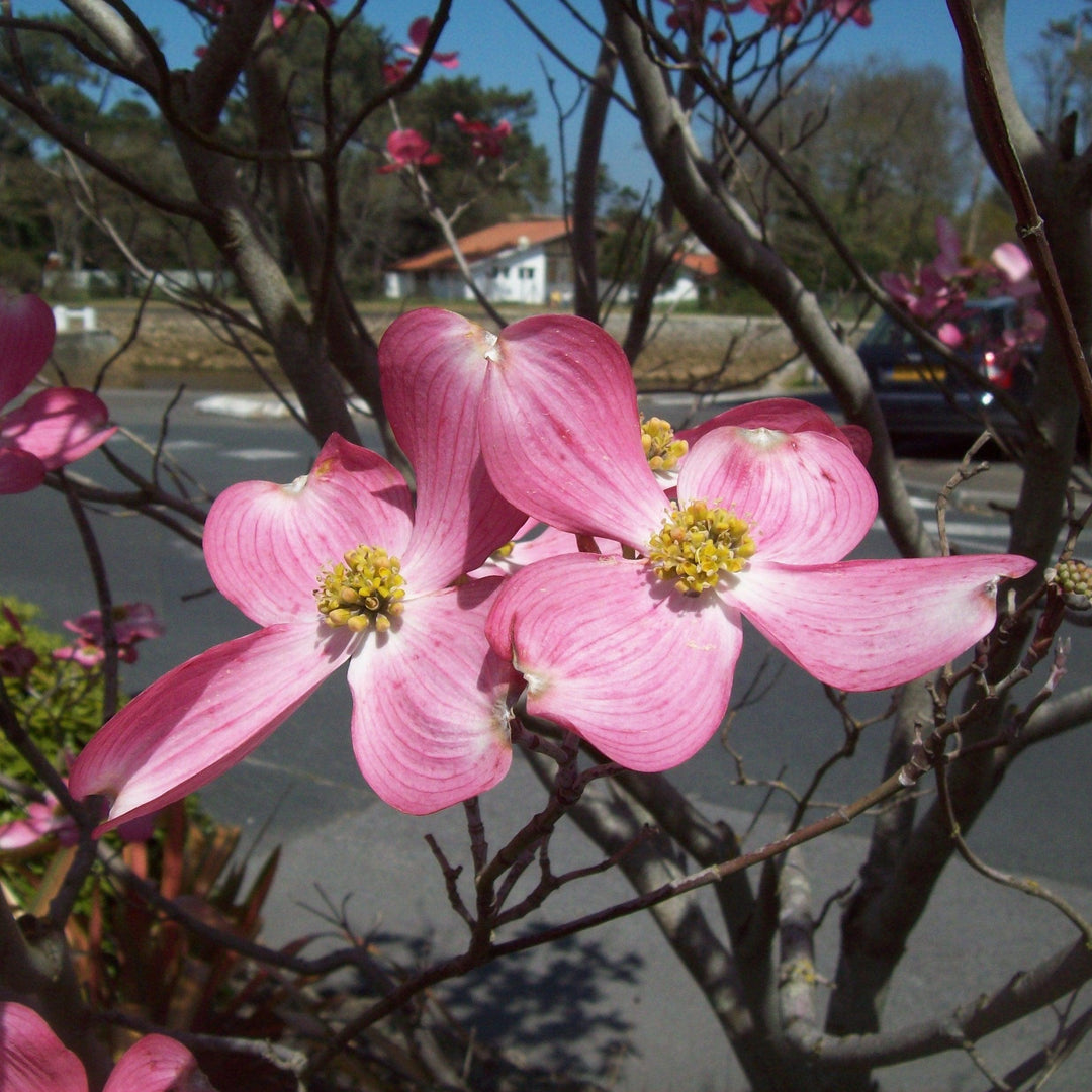 Cornus florida 'Rubra' ~ Cornejo de flores rosadas 