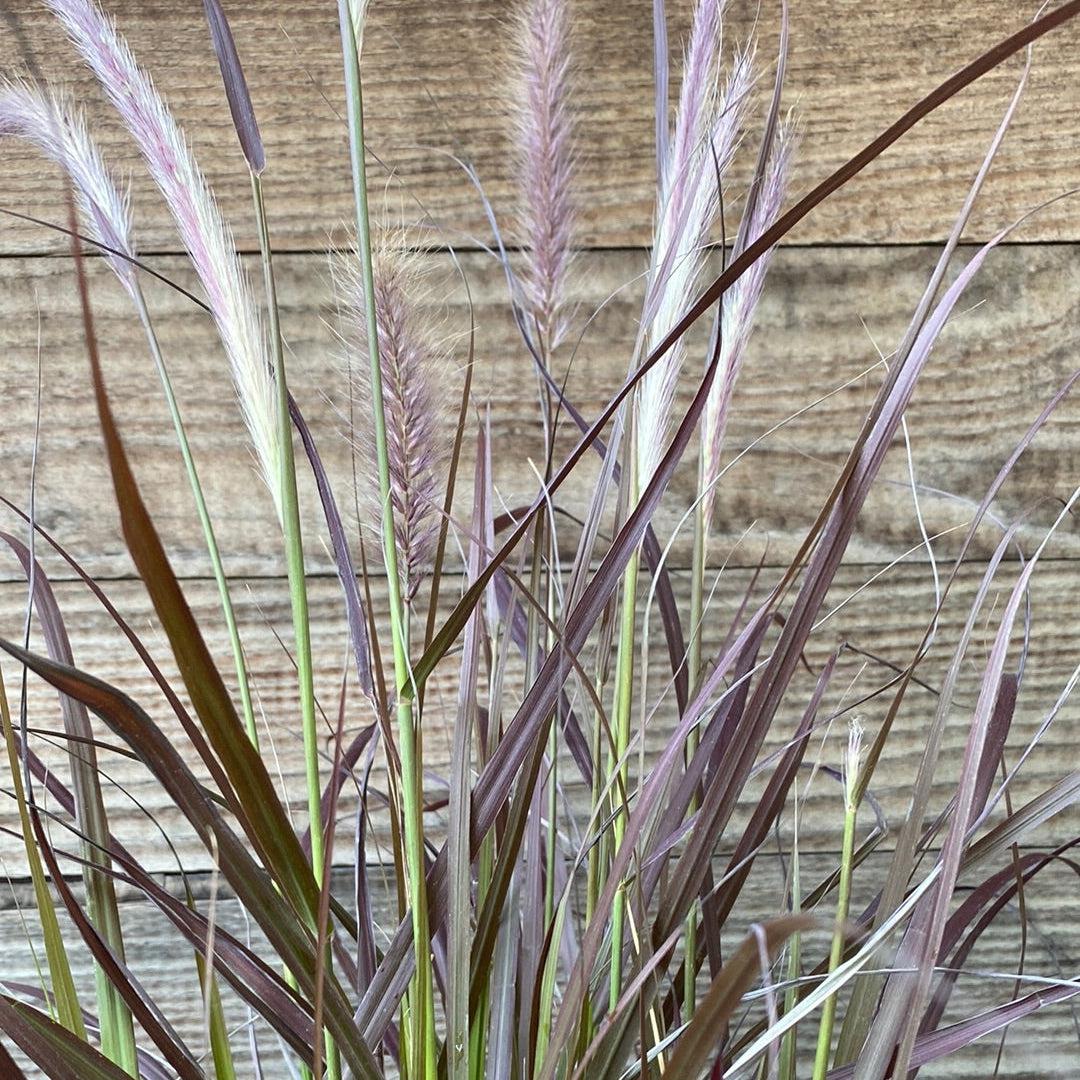 Pennisetum setaceum 'Rubrum' ~ Graceful Grasses® Purple Fountain Grass, Red Fountain Grass