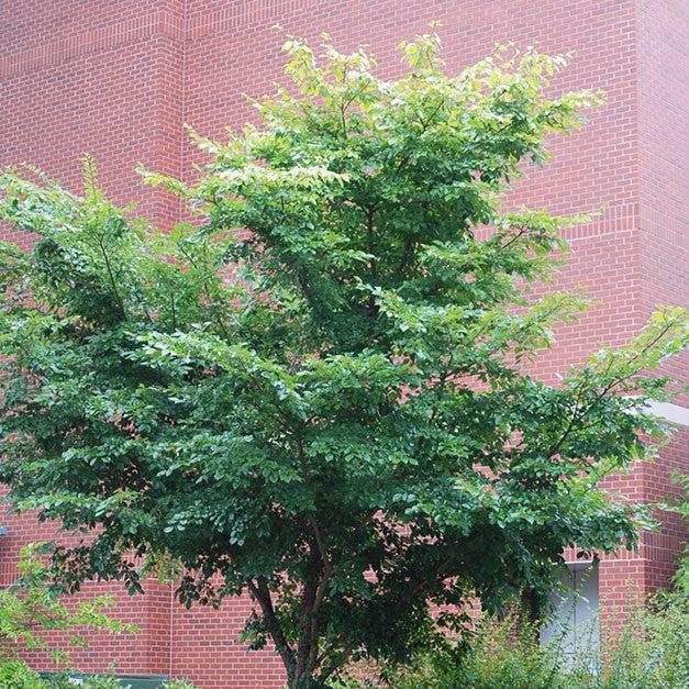 Ulmus davidiana var. japonica 'Morton' ~ Accolade® Elm