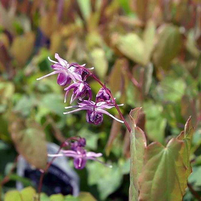 Epimedium grandiflorum 'Lilafee' ~ Lilafee Bishop's Hat