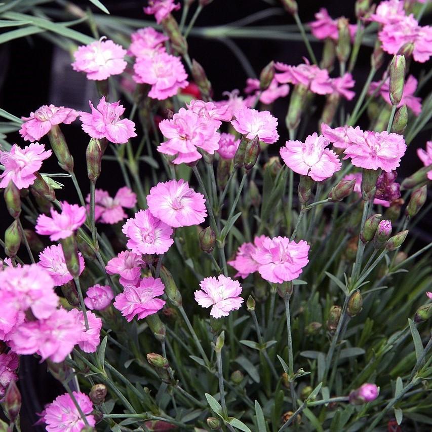 Dianthus gratianopolitanus 'Tiny Rubies' ~ Tiny Rubies Dianthus, Cheddar Pinks