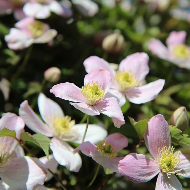 Clematis montana 'Rubens' ~ Rubens Anemone Clematis