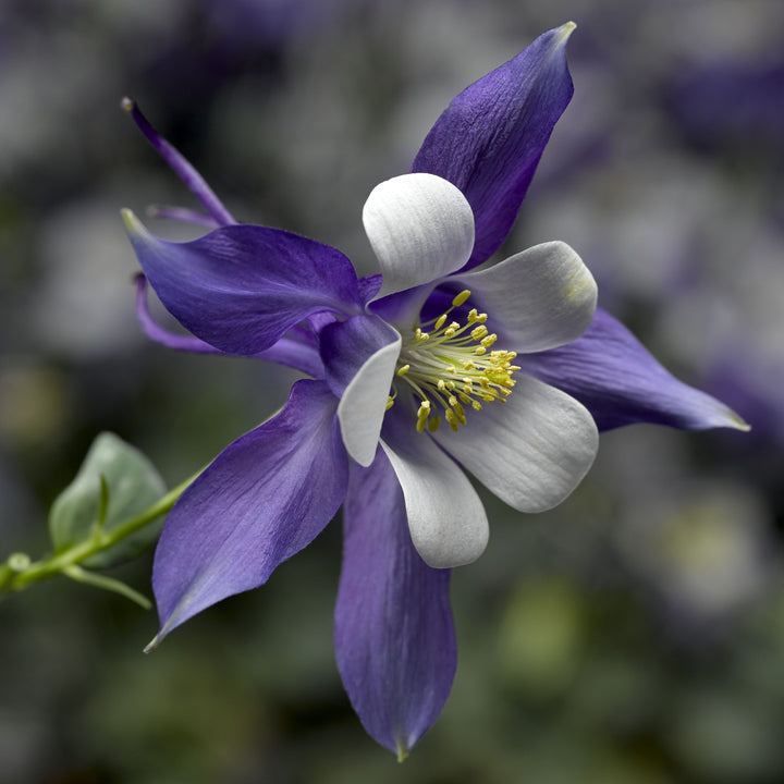 Aquilegia caerulea 'Deep Blue & White' ~ Kirigami™ Deep Blue & White Columbine