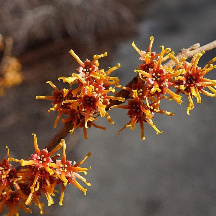 Hamamelis vernalis ~ Ozark Witch Hazel