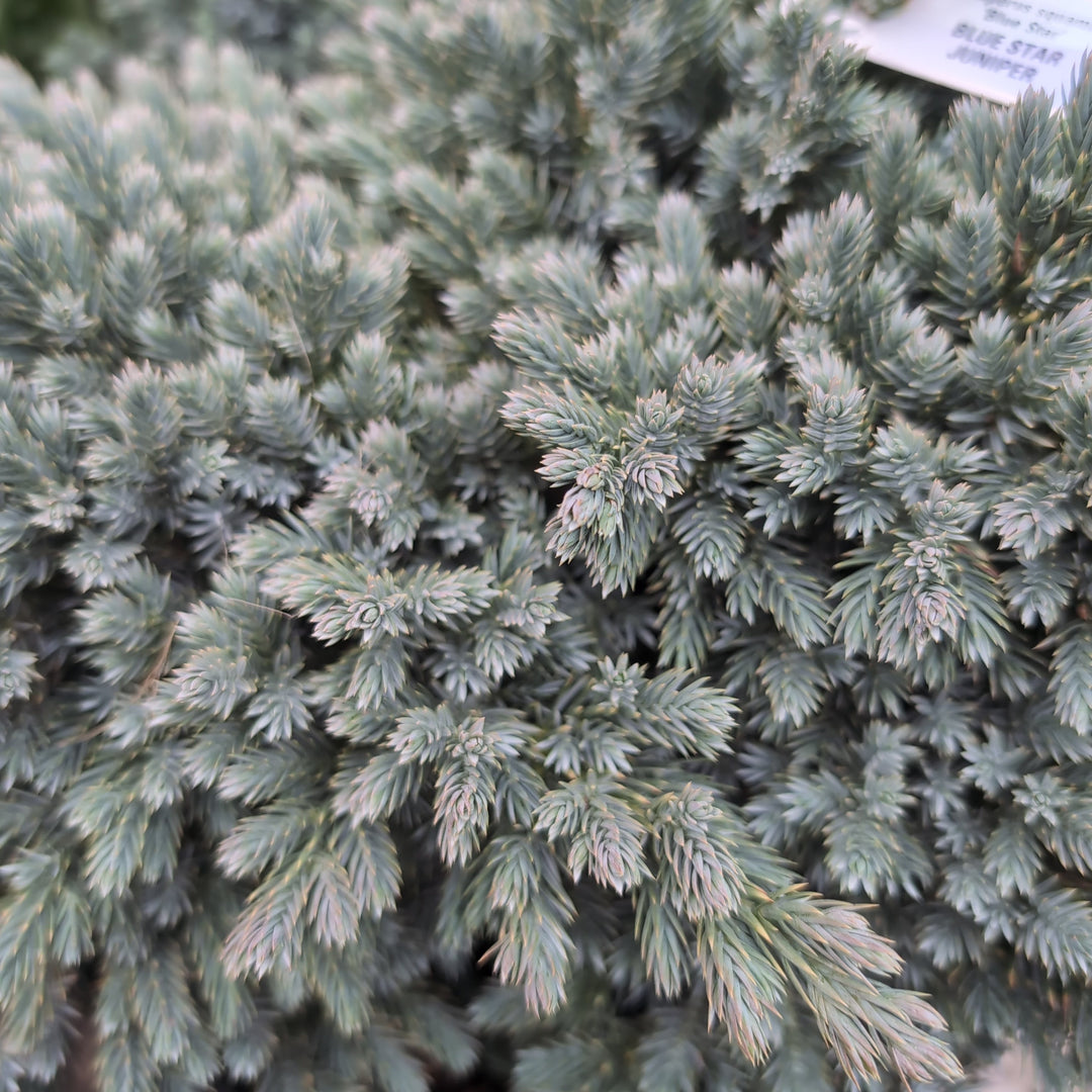 Juniperus squamata 'Estrella Azul' ~ Enebro Estrella Azul