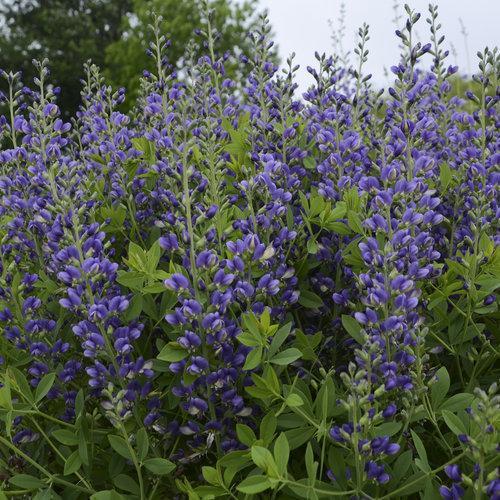 Baptisia 'Blueberry Sundae' ~ Decadence® Blueberry Sundae False Indigo