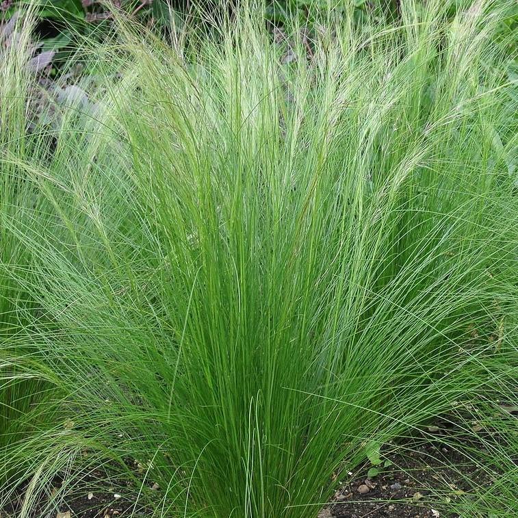 Nassella tenuissima ~ Mexican Feather Grass