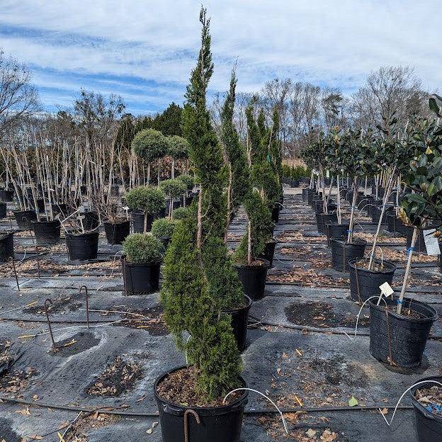 Cupressus arizonica glabra 'Carolina Sapphire' ~ Carolina Sapphire, Smooth Arizona Cypress