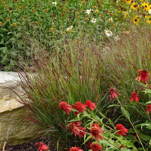 Panicum virgatum 'Cheyenne Sky' PP23209 ~ Prairie Winds® Cheyenne Sky Switch Grass