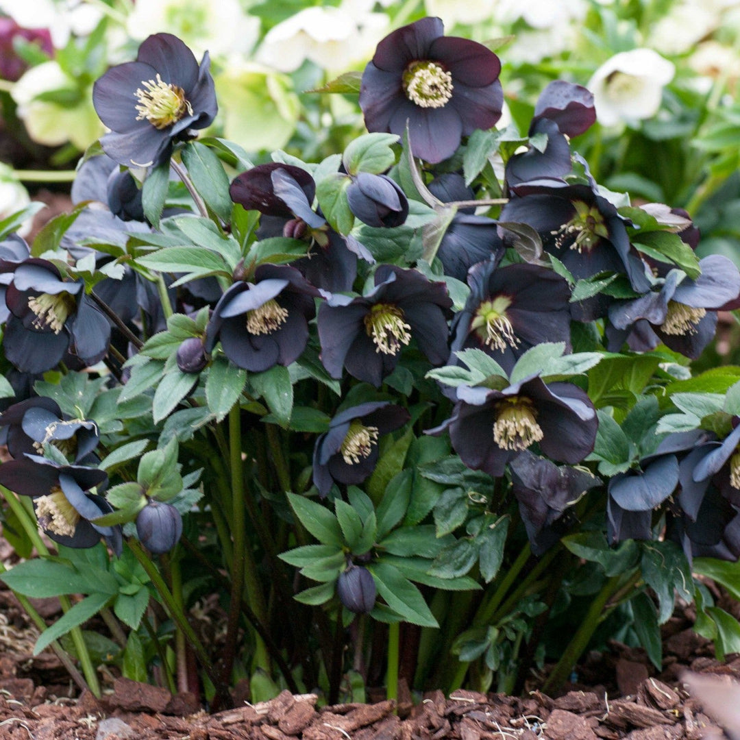 Helleborus 'New York Night' ~ Honeymoon® New York Night