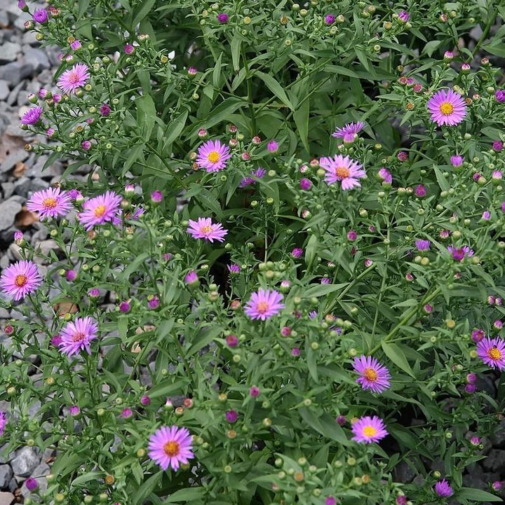 Aster dumosus 'Wood's Purple' ~ Woods Purple Aster