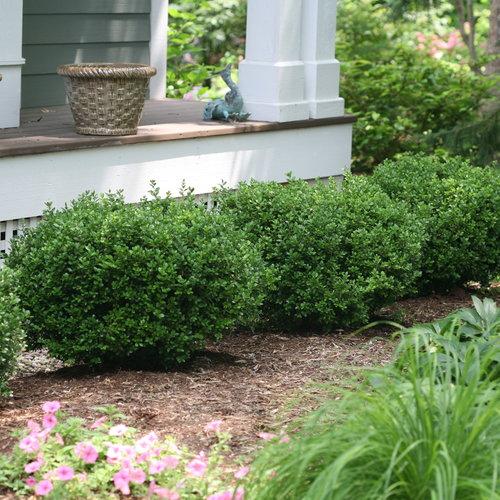 Buxus microphylla 'Bulthouse' ~ Sprinter® Boj