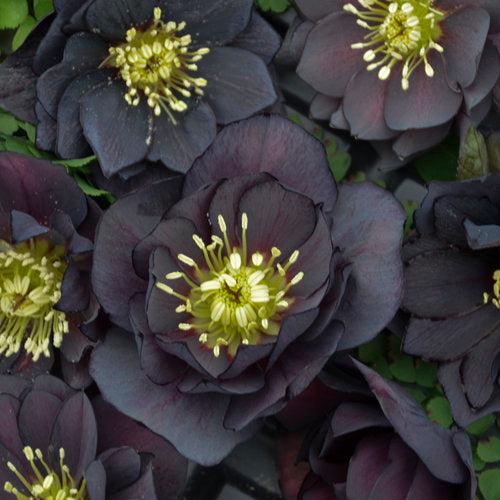 Helleborus 'Wedding Party Mix' ~ Wedding Party® Mix Lenten Rose