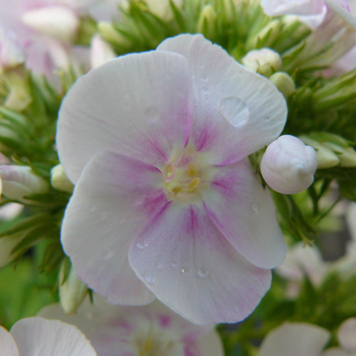 Phlox 'Fashionably Early Crystal' PP28679~ Fashionably Early™ Crystal  Phlox