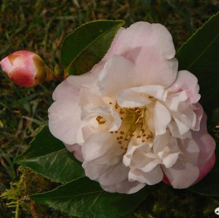 Camellia japonica 'April Blush' ~ April Blush Camellia