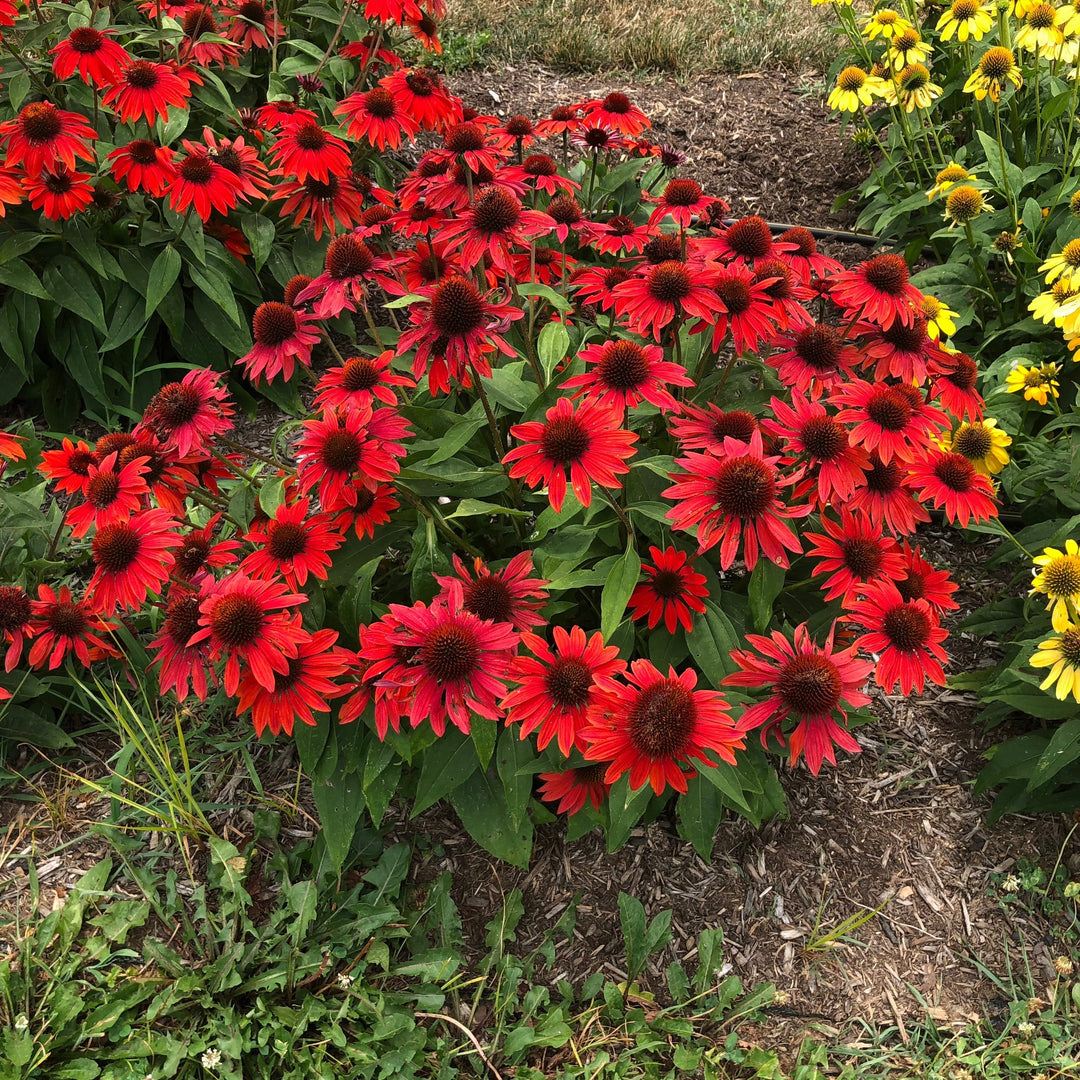 Echinacea x 'Balsomanita' PPAF ~ Sombrero® Sangrita Coneflower