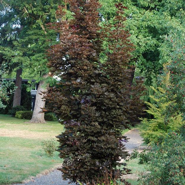 Acer platanoides 'Crimson Sentry' ~ Crimson Sentry Norway Maple