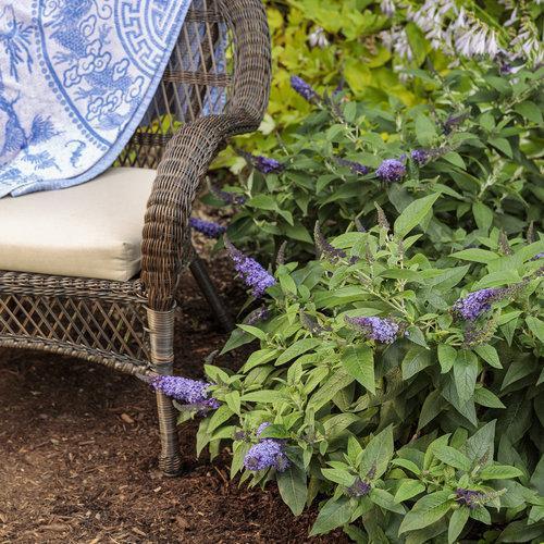 Buddleia davidii 'SMNBDBT' PP#28,794 ~ Pugster Blue® Dwarf Butterfly Bush