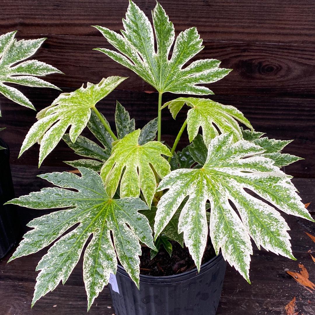 Fatsia japonica 'Spider's Web' ~ Spider's Web Fatsia