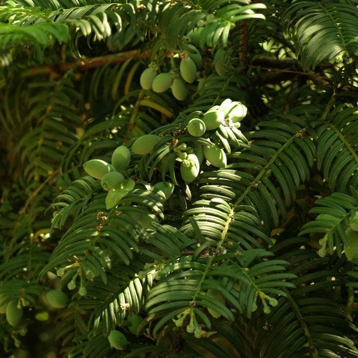 Cephalotaxus harringtonia var. drupacea ~ Drupacea Japanese Plum Yew