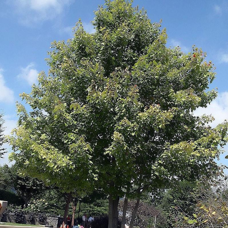 Acer rubrum 'PNI 0268' ~ October Glory® Red Maple