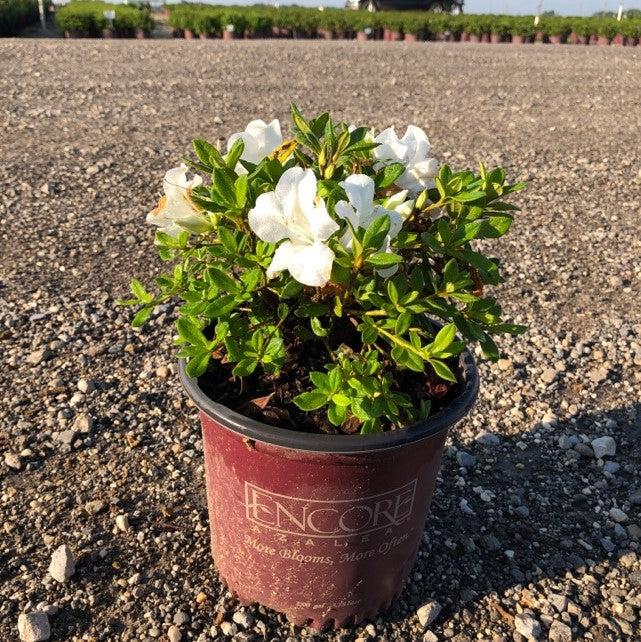 Rododendro 'Roblev' ~ Encore® Autumn Ivory™ Azalea