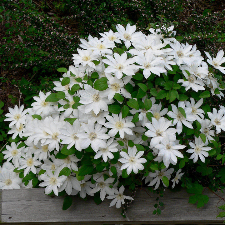 Clematis 'Henryi' ~ Henryi Clematis