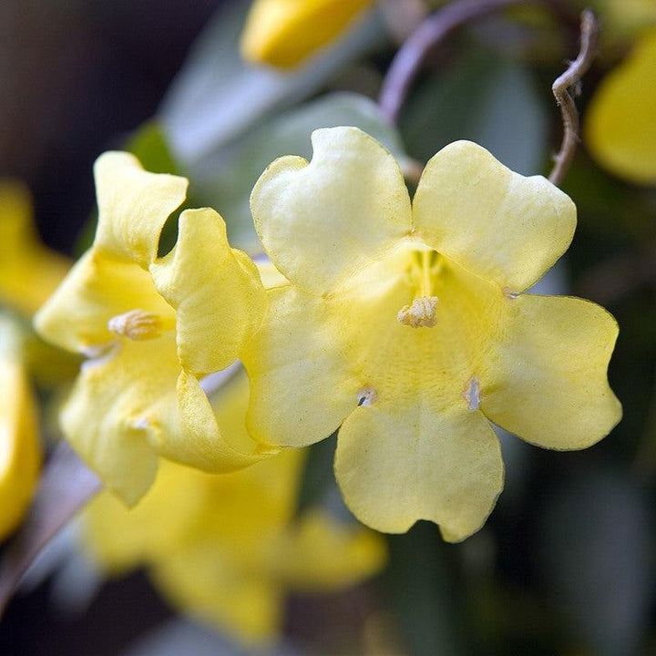 Gelsemium sempervirens 'Margarita' ~ Margarita Carolina Jessamine