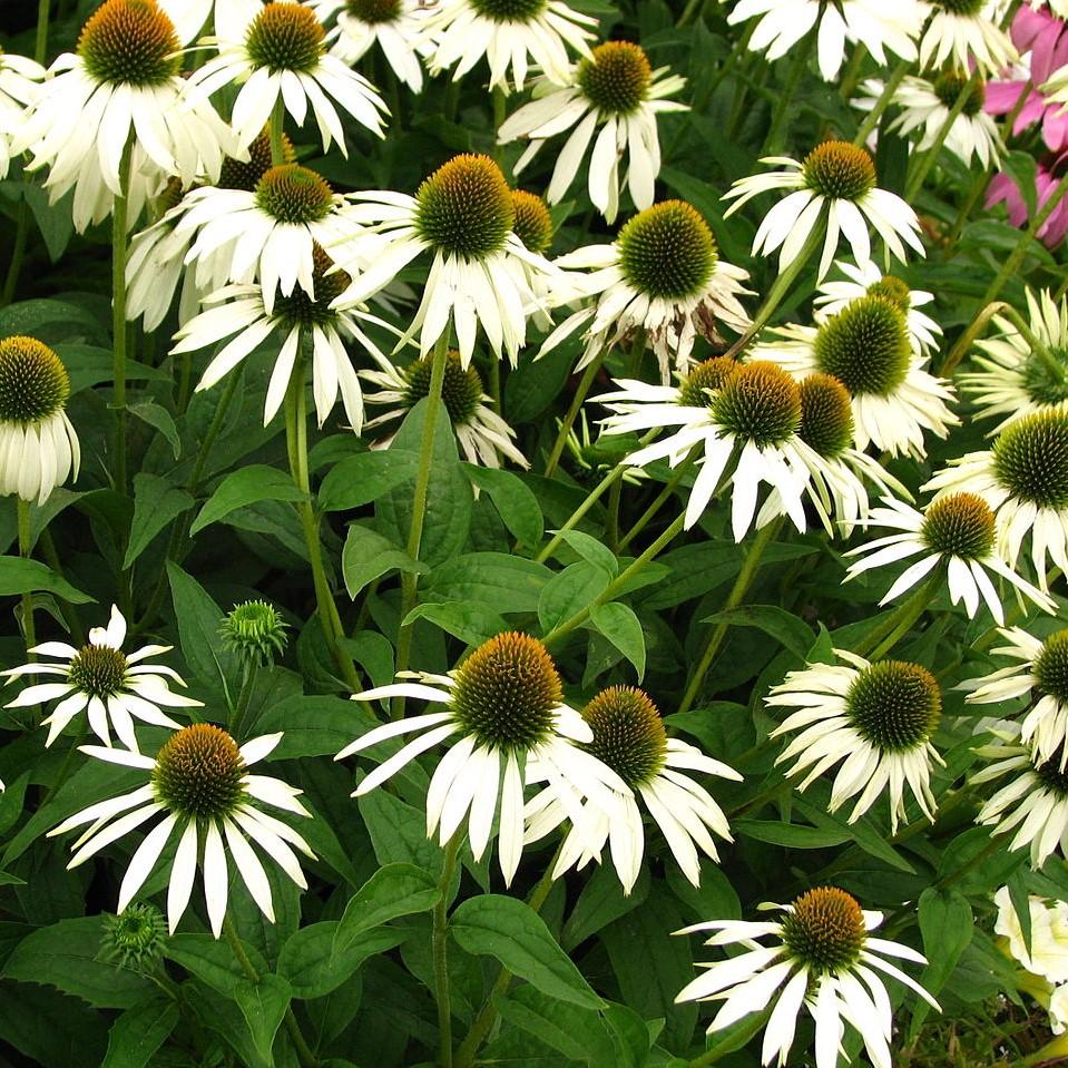 Echinacea purpurea 'White Swan' ~ White Swan Echinacea, Coneflower