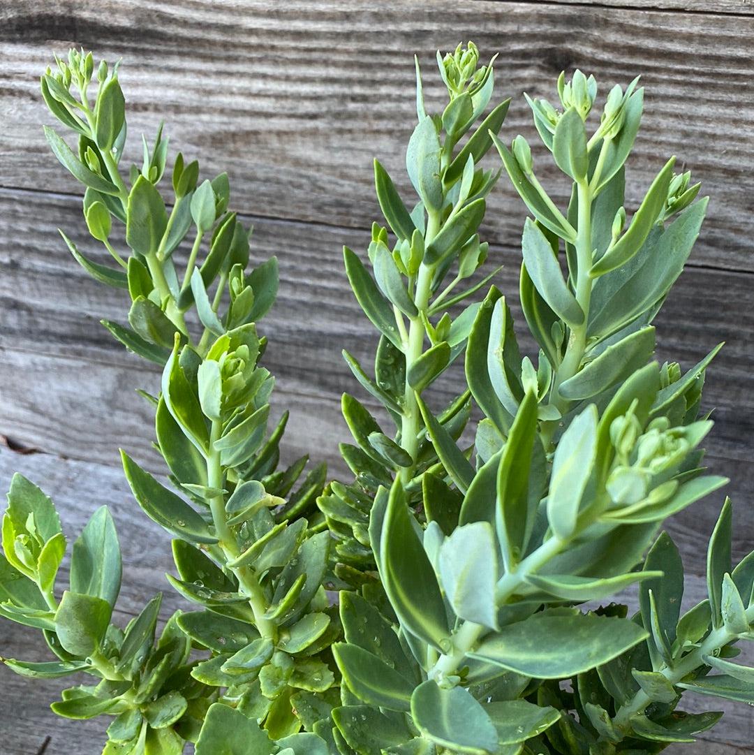 Sedum spectabile 'Autumn Joy' ~ Autumn Joy Stonecrop