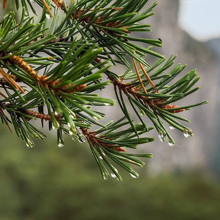 Pinus sylvestris ~ Scotch Pine