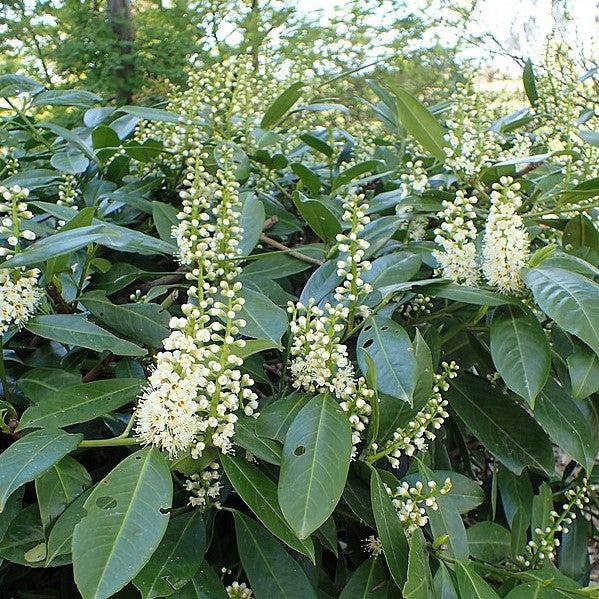 Prunus laurocerasus 'Schipkaensis' ~ West Coast Skip Laurel, Schipkaensis