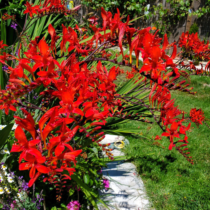 Crocosmia 'Lucifer' ~ Lucifer Crocosmia