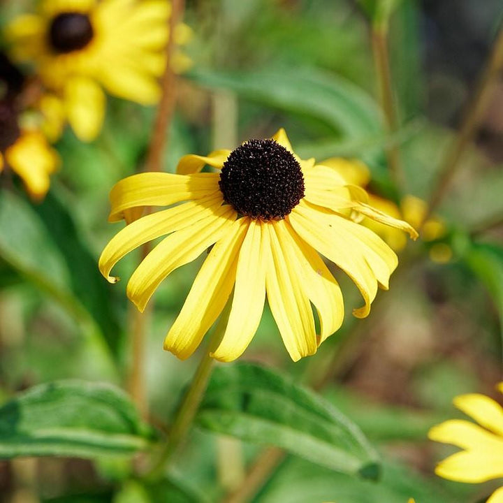 Rudbeckia 'American Gold Rush' ~ American Gold Rush Black-Eyed Susan