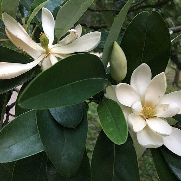 Magnolia virginiana var australis ~ Evergreen Sweetbay Magnolia