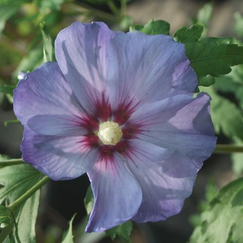 Hibiscus syriacus 'DVPazurri' ~ Azurri Blue Satin® Rosa de Sarón