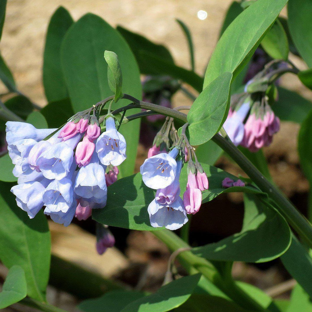 Mertensia virginica ~ Virginia Bluebells