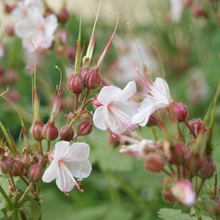 Geranium macrorrhizum 'Spessart' ~ Spessart Bigroot Cranesbill