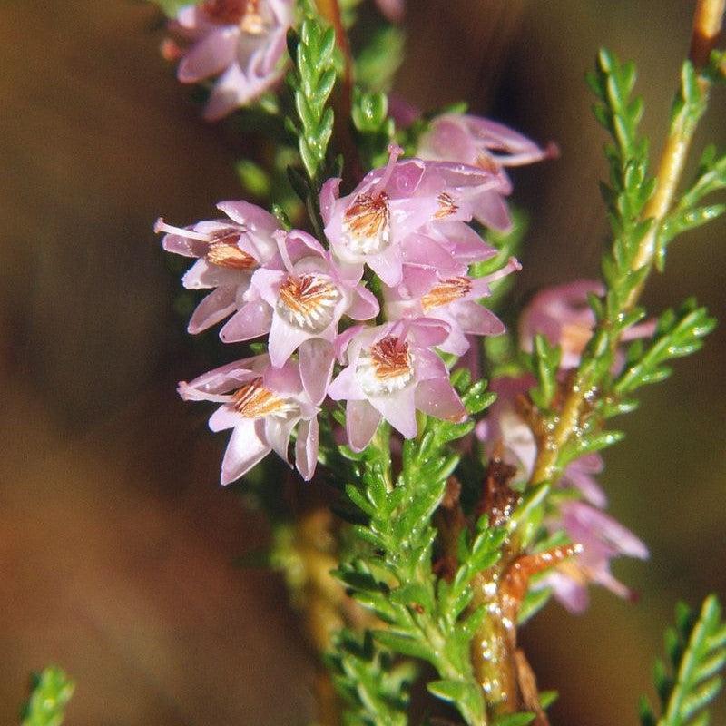 Calluna vulgaris ~ Scotch Heather