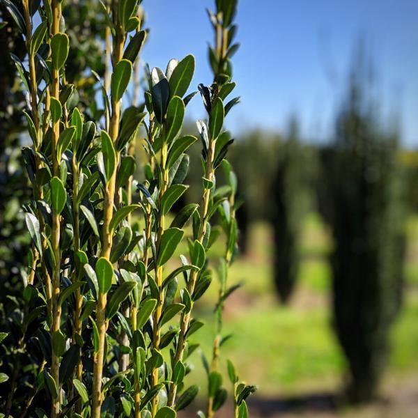 Ilex crenata 'Sky Pencil' ~ Sky Pencil Japonés Holly