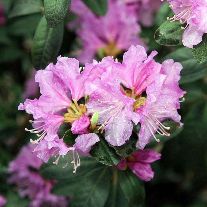 Rhododendron 'P.J.M' ~ P.J.M Rhododendron