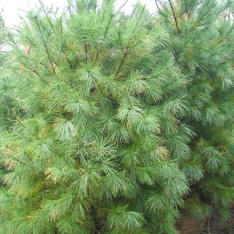 Pinus strobus ~ Pino blanco