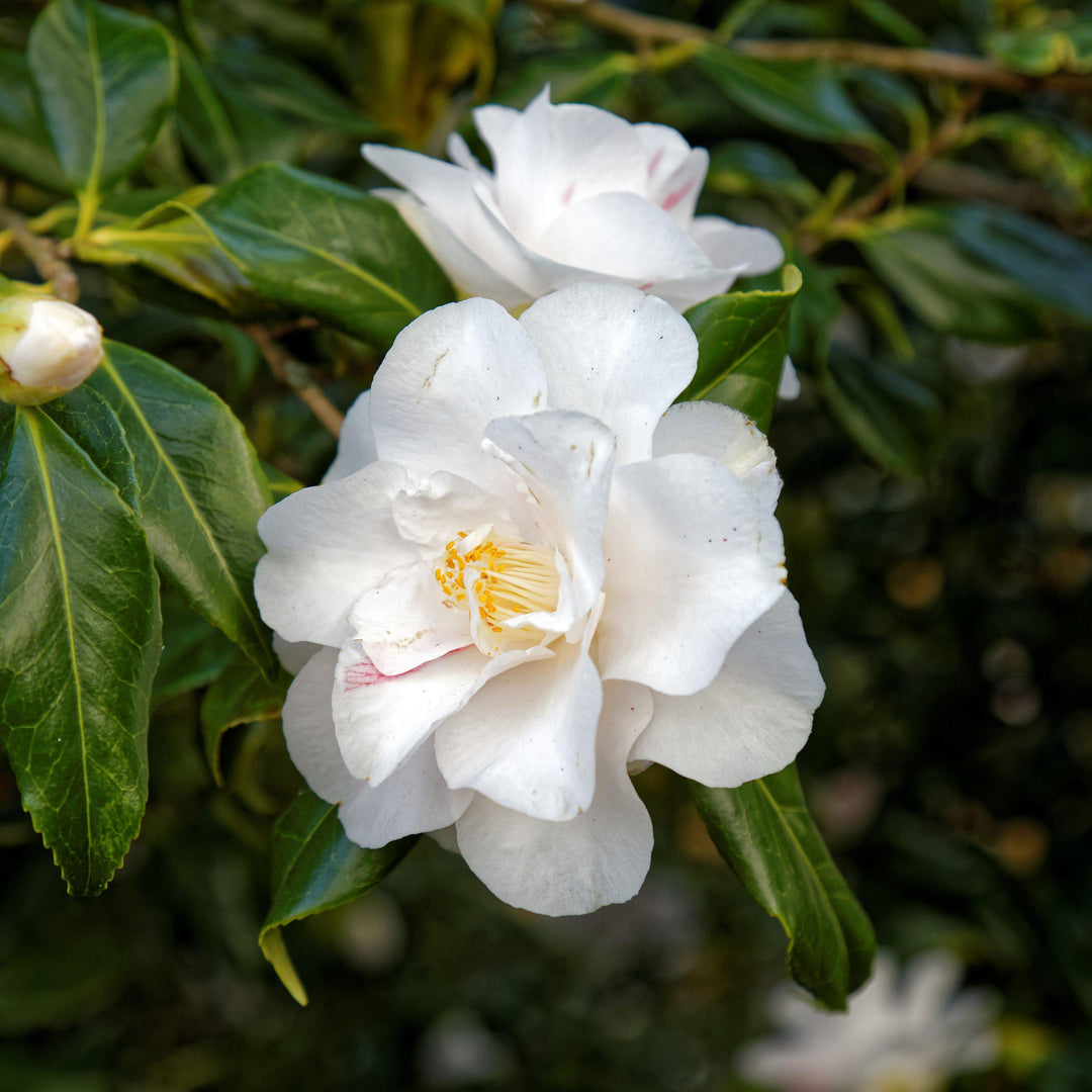 Camellia japonica 'Lady Vansittart' ~ Lady Vansittart Camellia