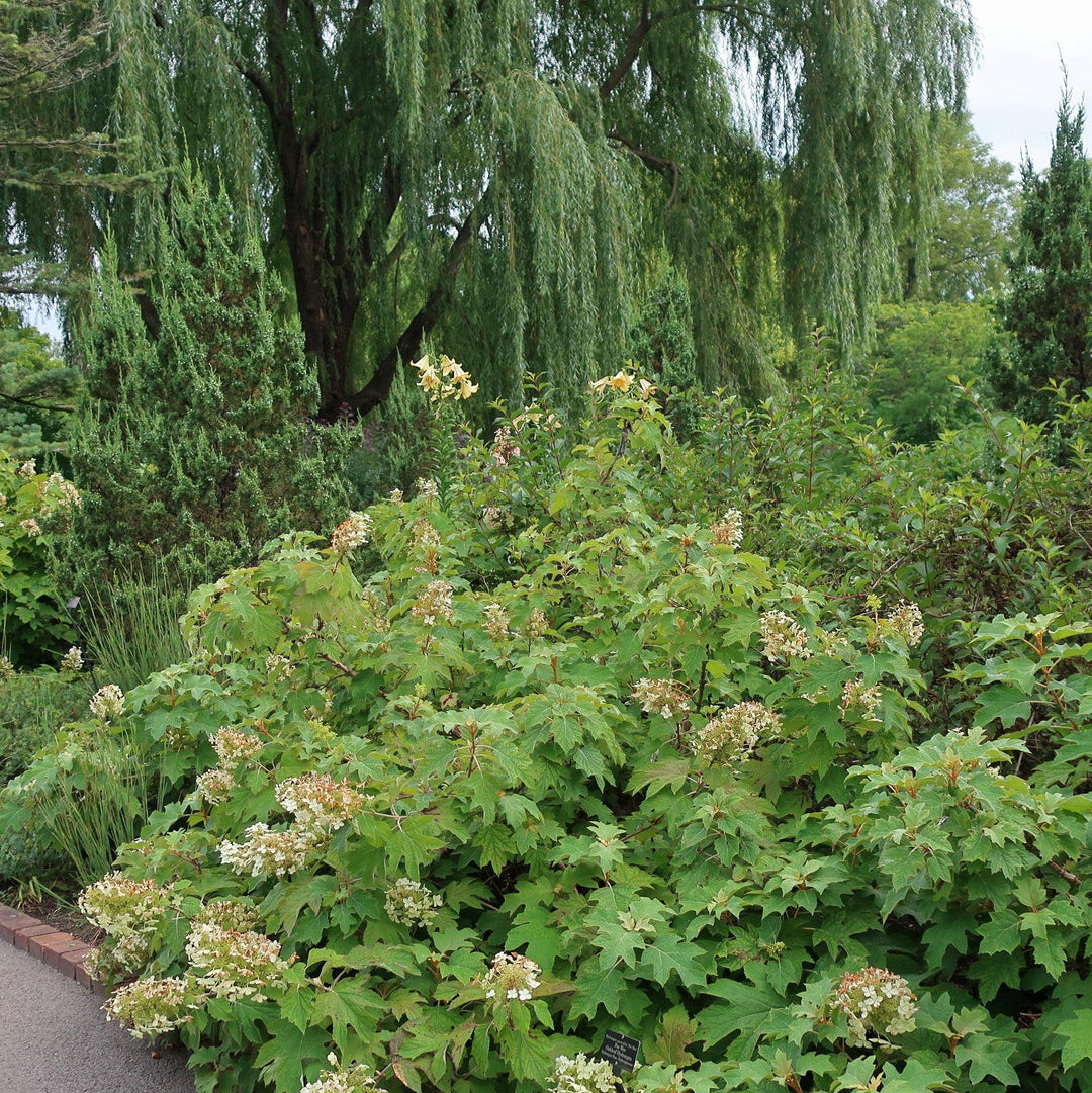 Hydrangea quercifolia 'Alice' ~ Alice Oakleaf Hydrangea