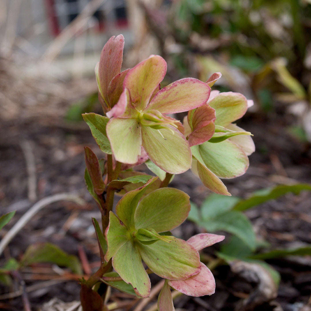 Helleborus x ericsmithii 'COSEH 730' ~ HGC® Champion Lenten Rose