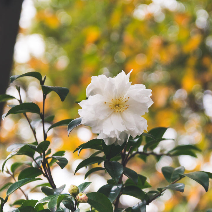 Camellia 'Winter's Snowman' ~ Winter's Snowman Ice Angels® Camellia