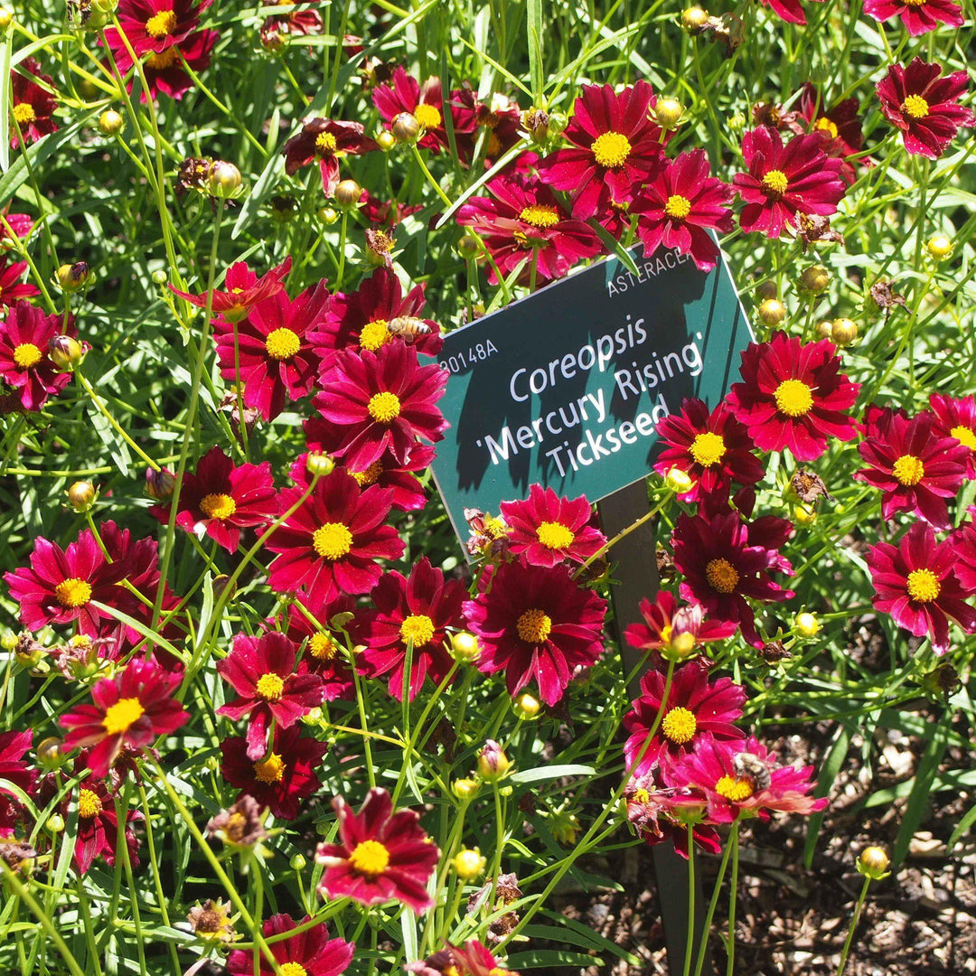 Coreopsis x 'Mercury Rising' ~ Big Bang™ Mercury Rising Tickseed