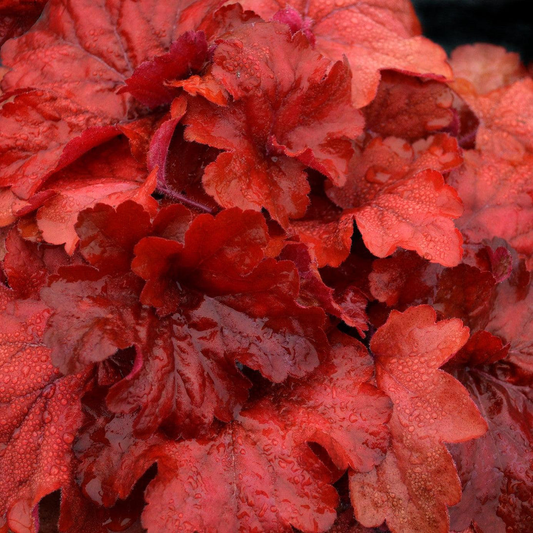 Heuchera x 'Fire Alarm' PP #24,525 ~ Fire Alarm Heuchera