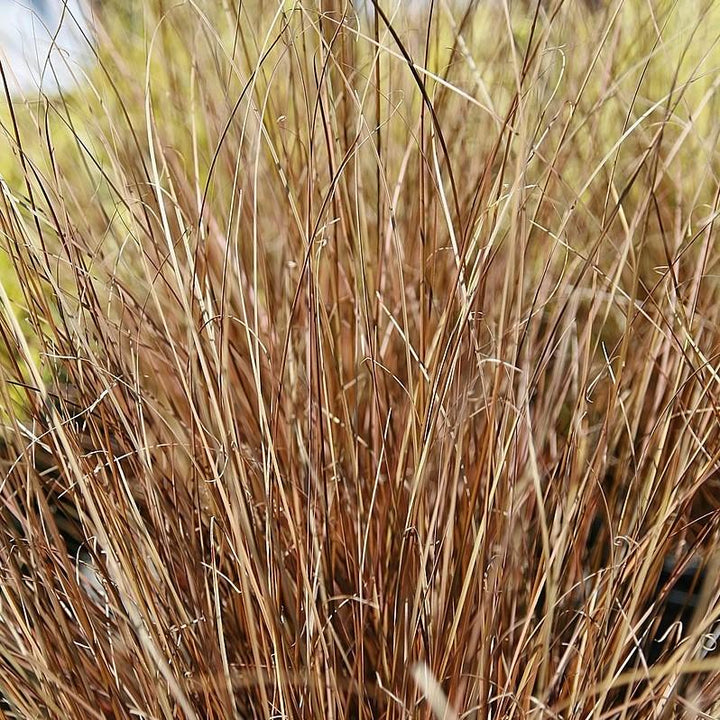 Carex buchananii 'Red Rooster' ~ Red Rooster Leatherleaf Sedge