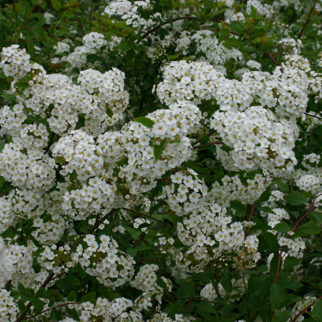 Spiraea x vanhouttei 'Renacimiento' ~ Renacimiento Spirea